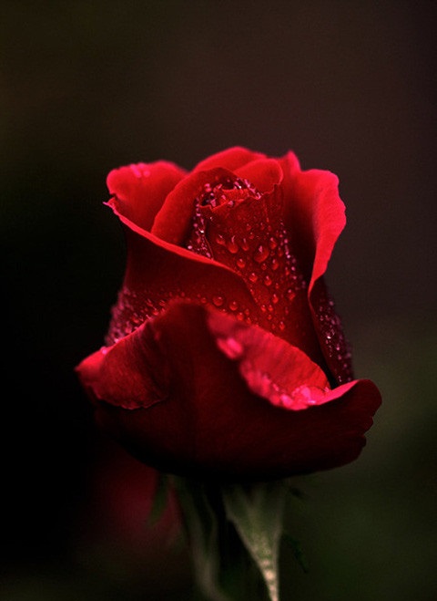 雨中的玫瑰